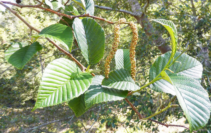 Alnus acuminata